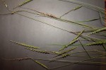Tetrapogon tenellus