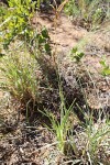 Eustachys paspaloides