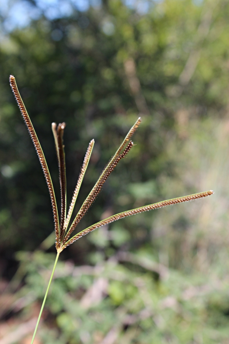 Eustachys paspaloides