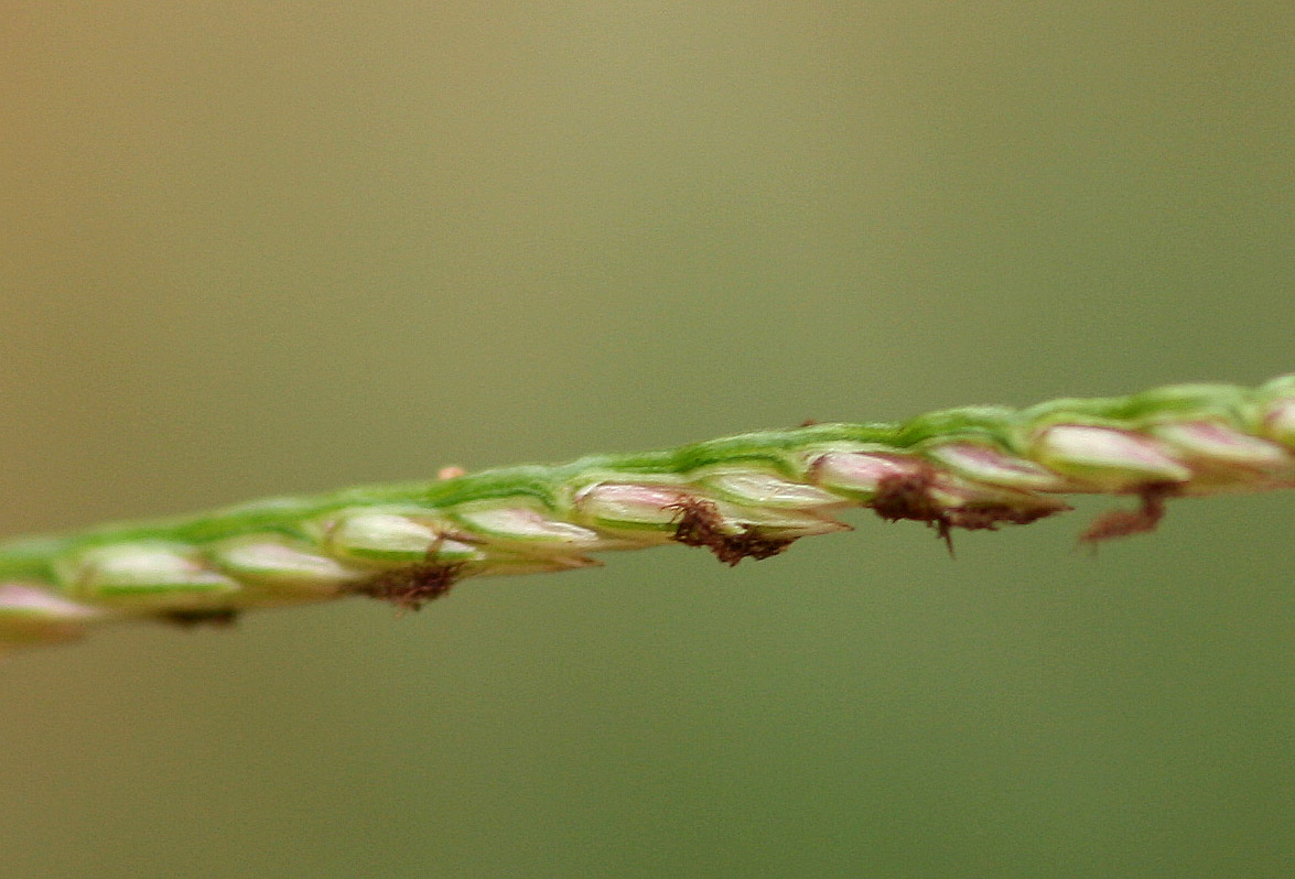 Cynodon dactylon