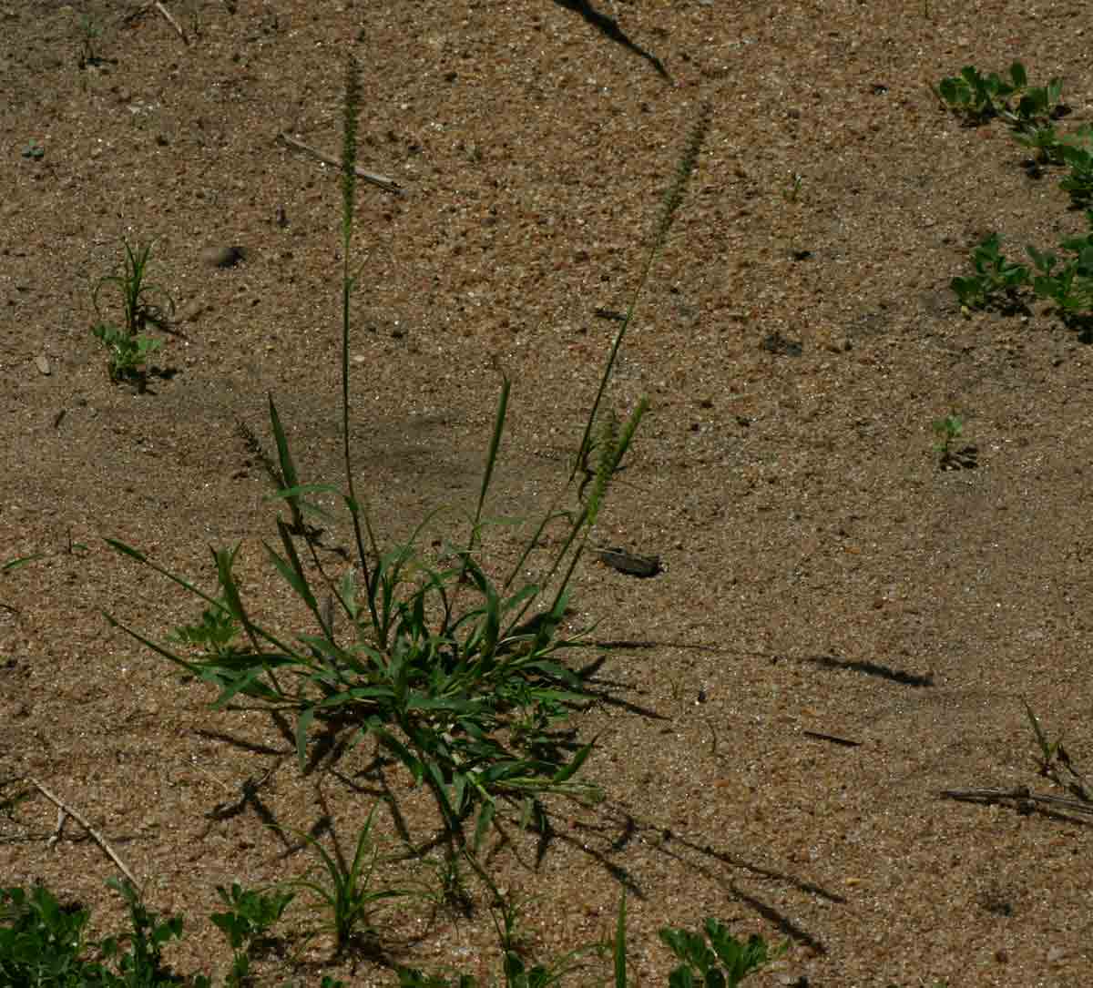 Tragus berteronianus
