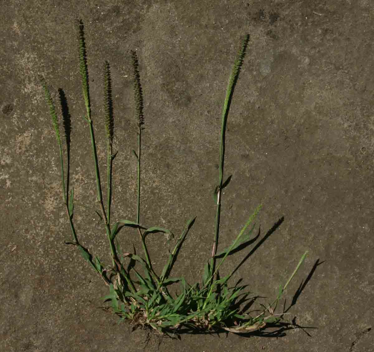 Tragus berteronianus