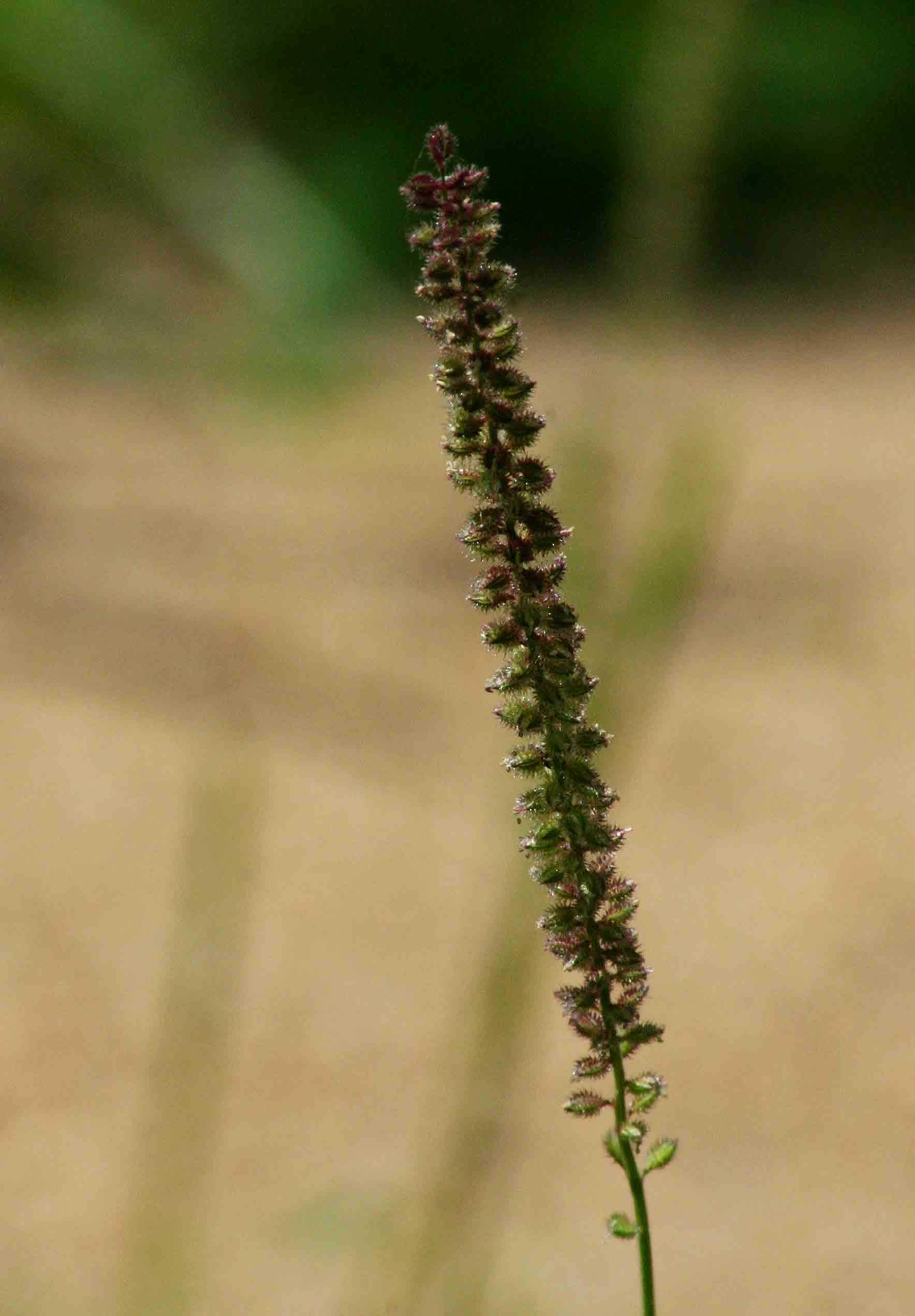 Tragus berteronianus