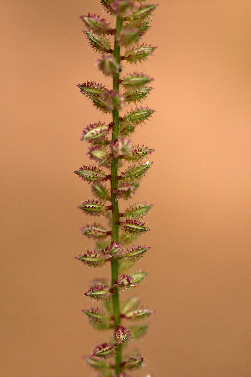 Tragus berteronianus