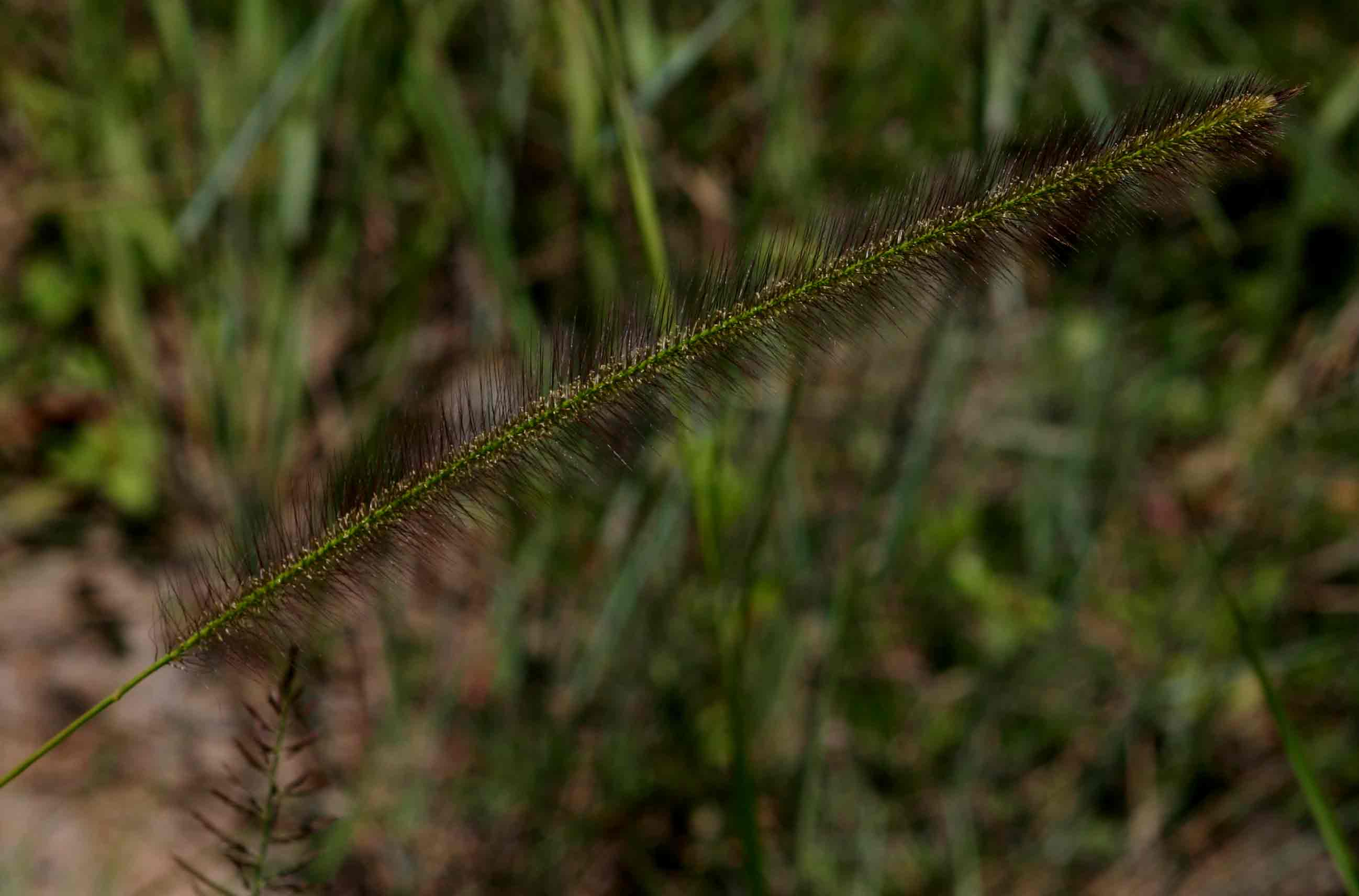 Perotis patens