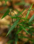 Oplismenus undulatifolius