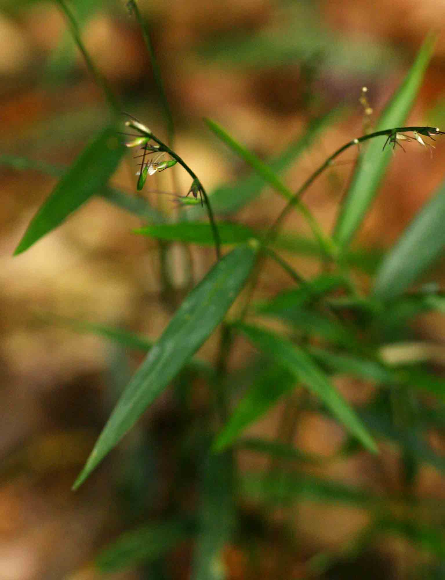 Oplismenus undulatifolius
