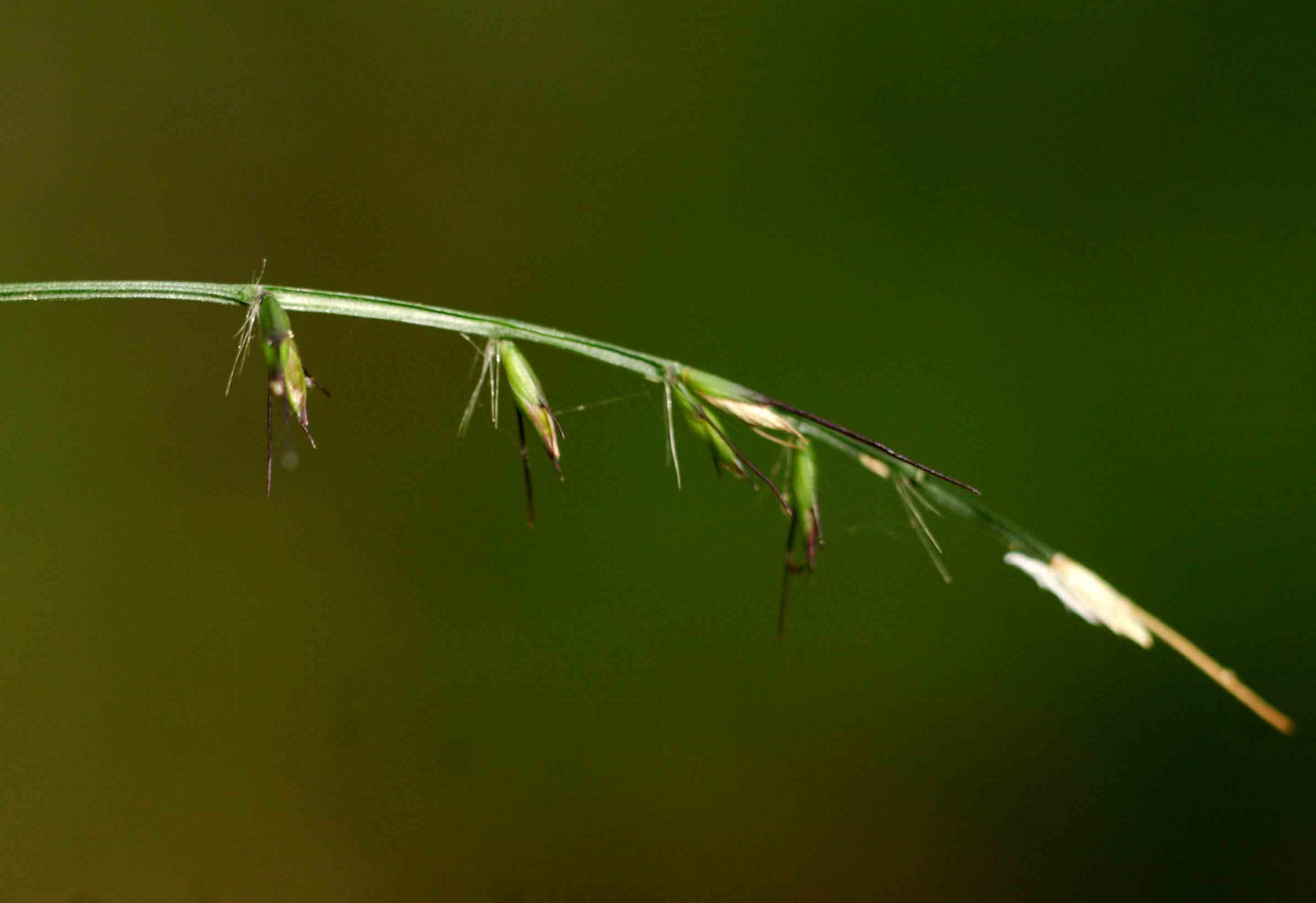 Oplismenus undulatifolius