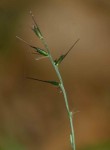 Oplismenus undulatifolius
