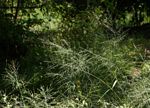 Panicum maximum