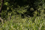 Panicum maximum