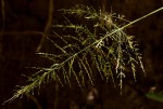 Panicum maximum