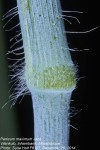 Panicum maximum
