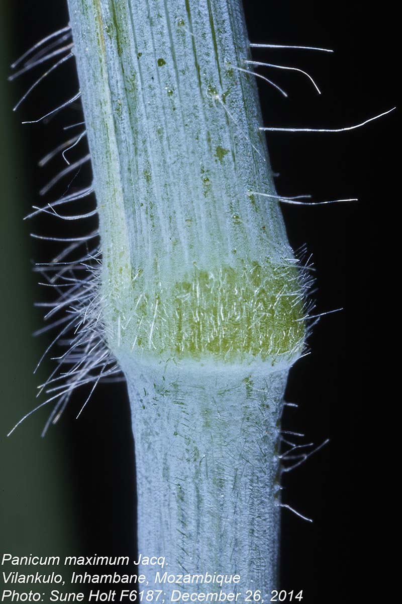 Panicum maximum