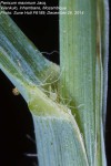 Panicum maximum