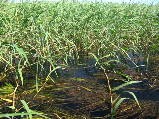 Panicum subalbidum