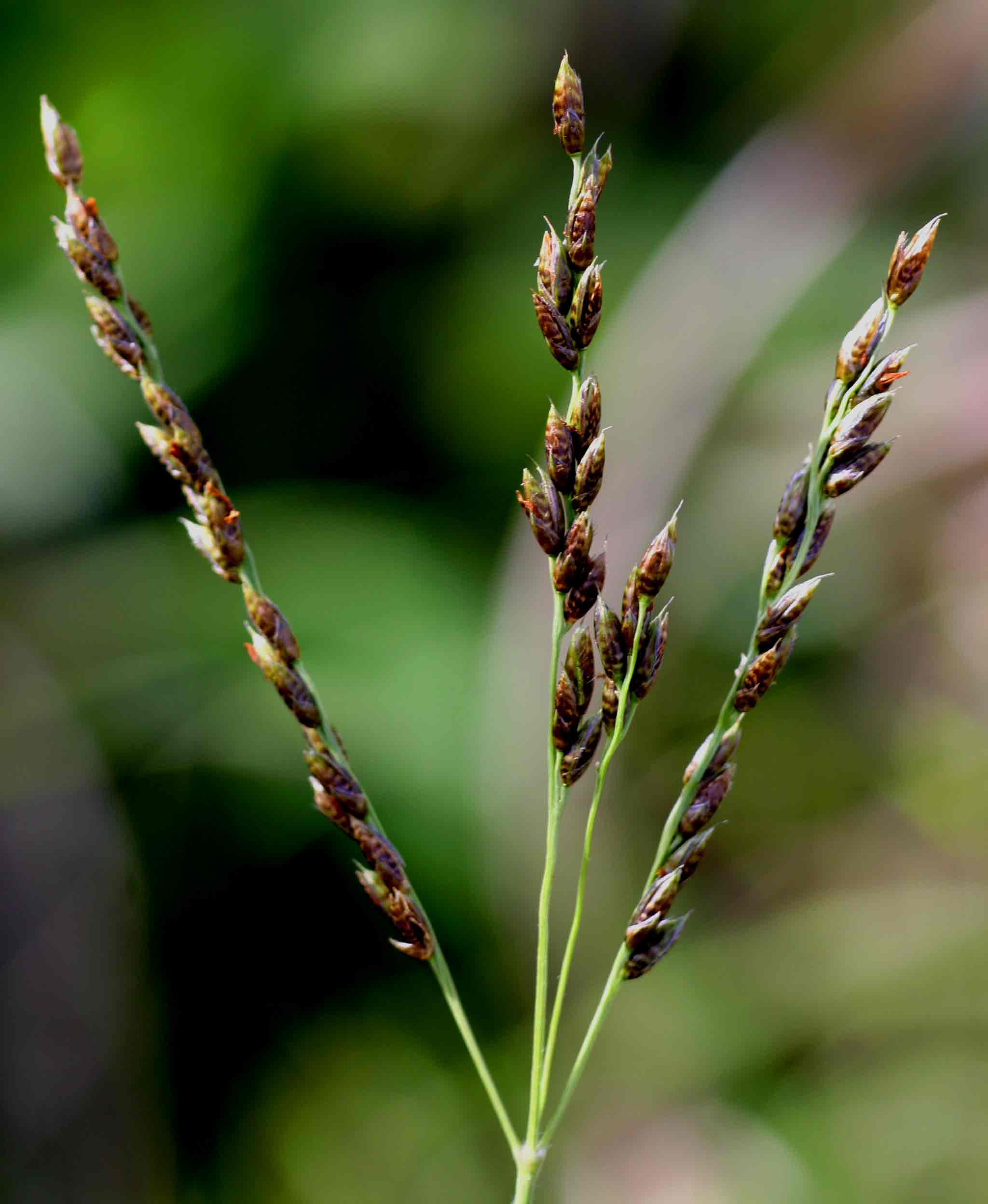 Alloteropsis semialata subsp. semialata