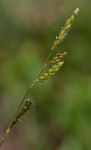Brachiaria bovonei