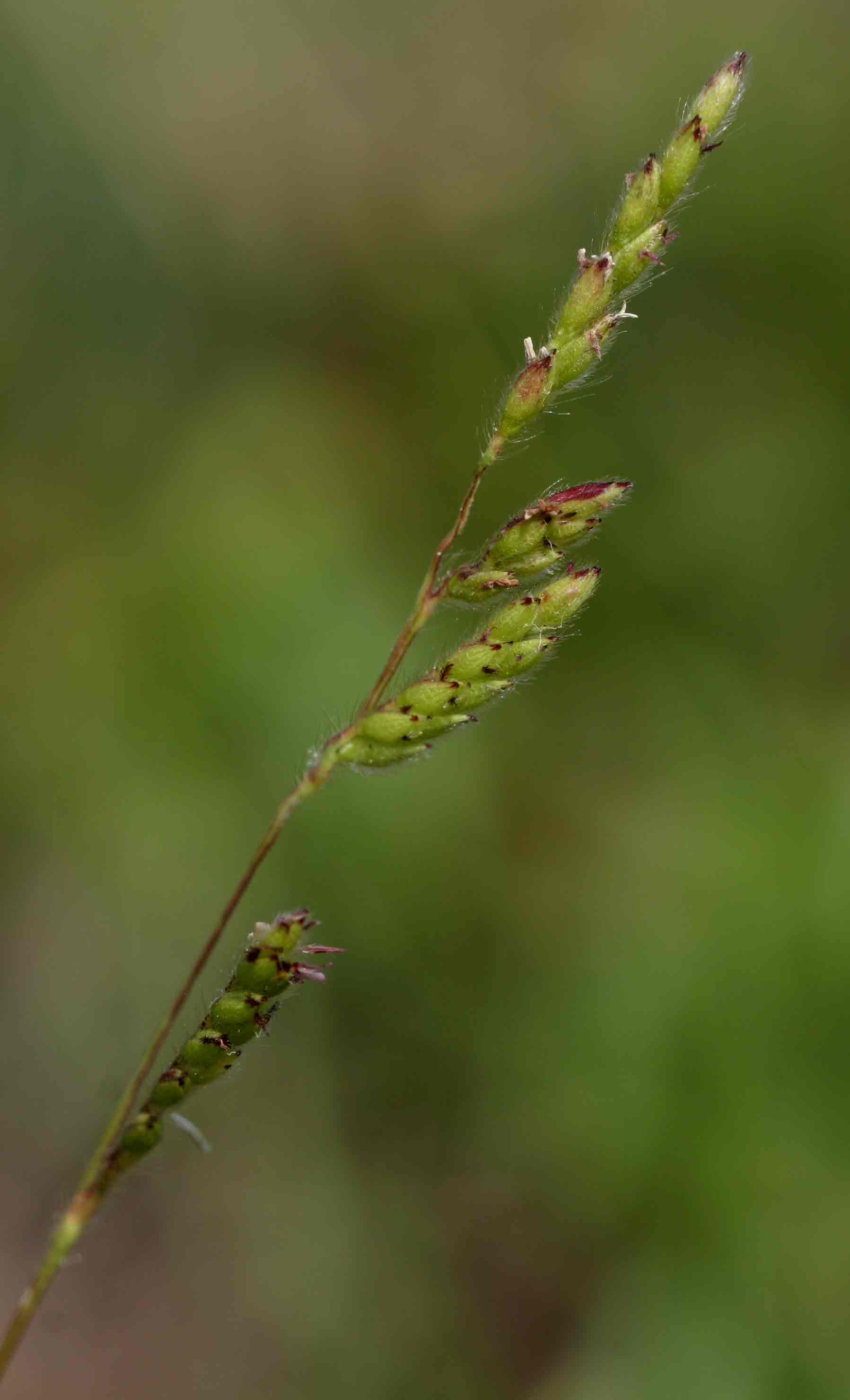 Brachiaria bovonei