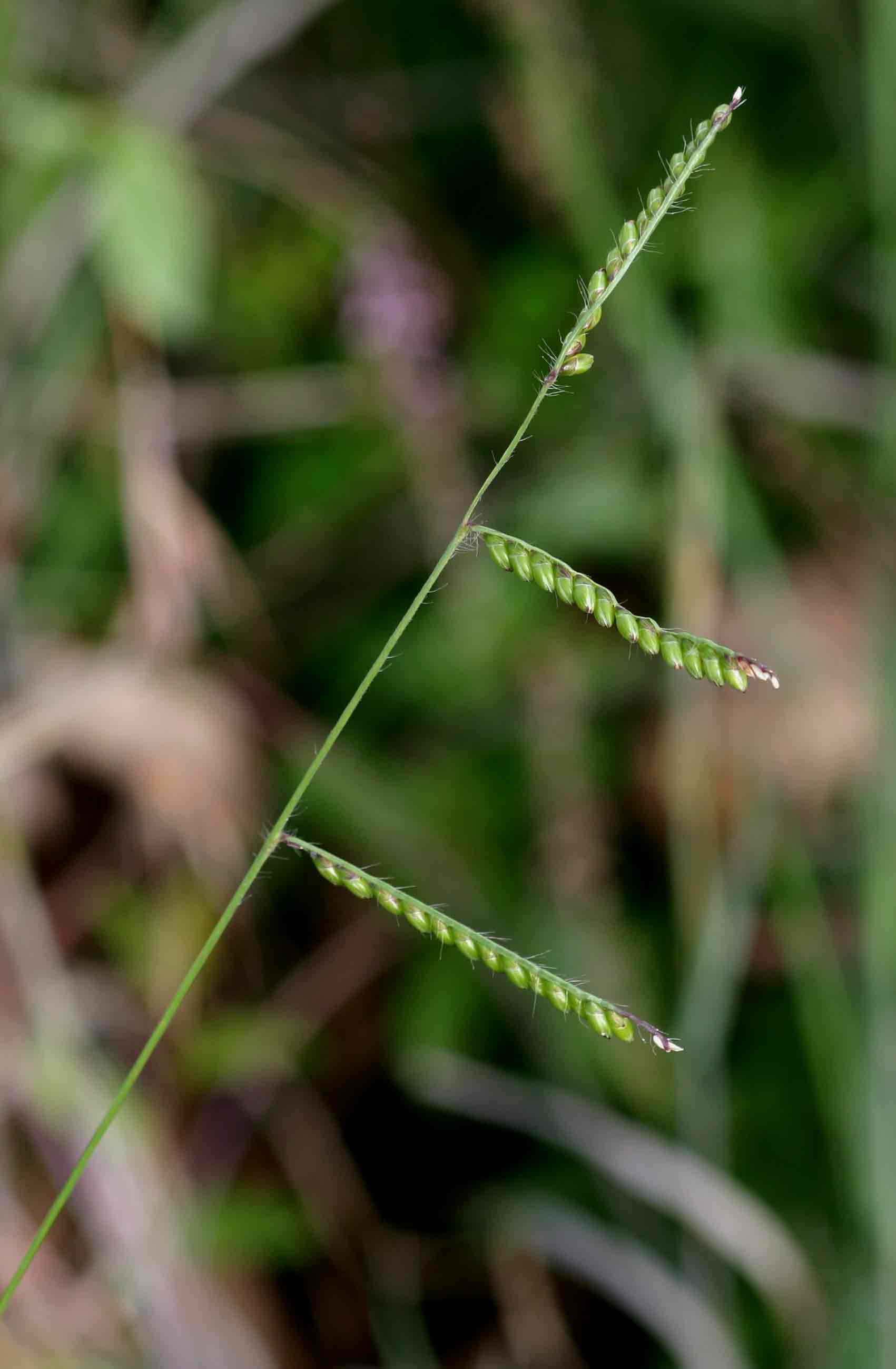 Brachiaria brizantha