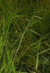 Brachiaria brizantha