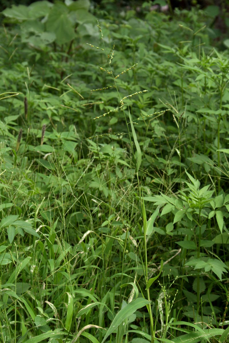 Brachiaria deflexa