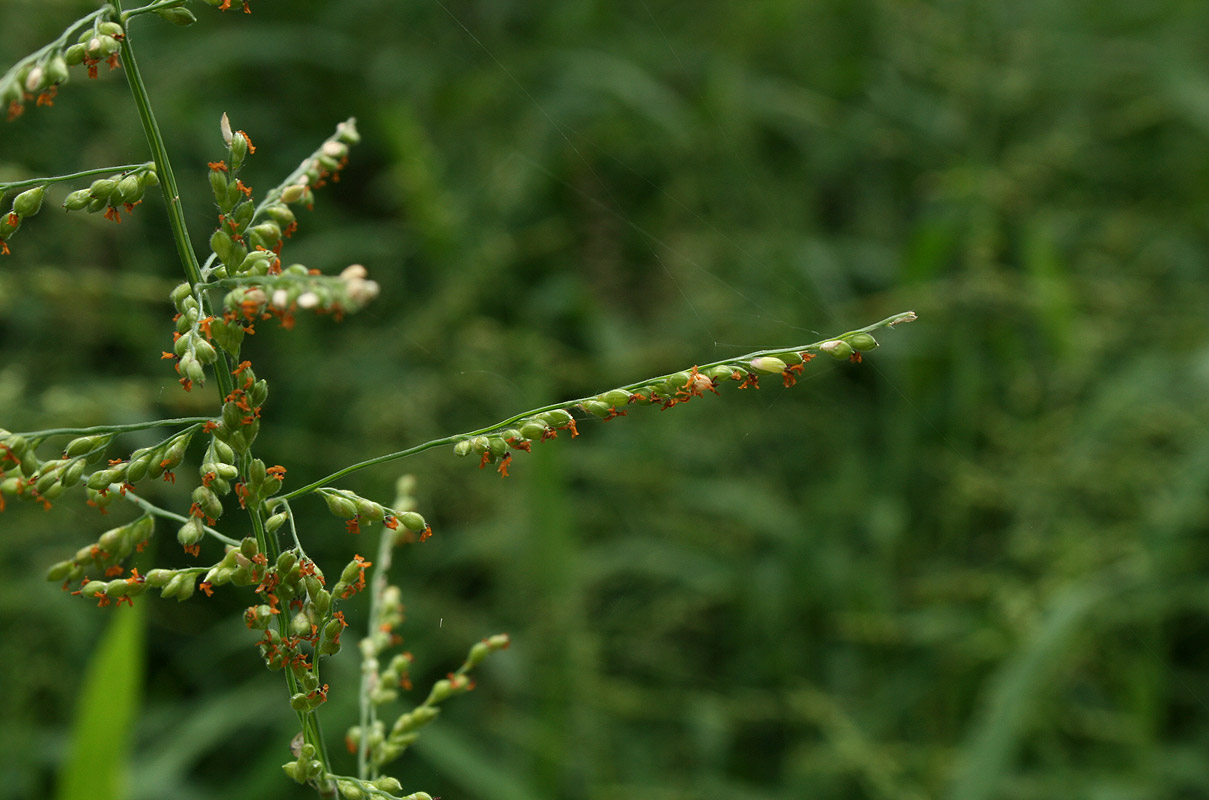 Brachiaria deflexa