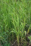 Brachiaria xantholeuca