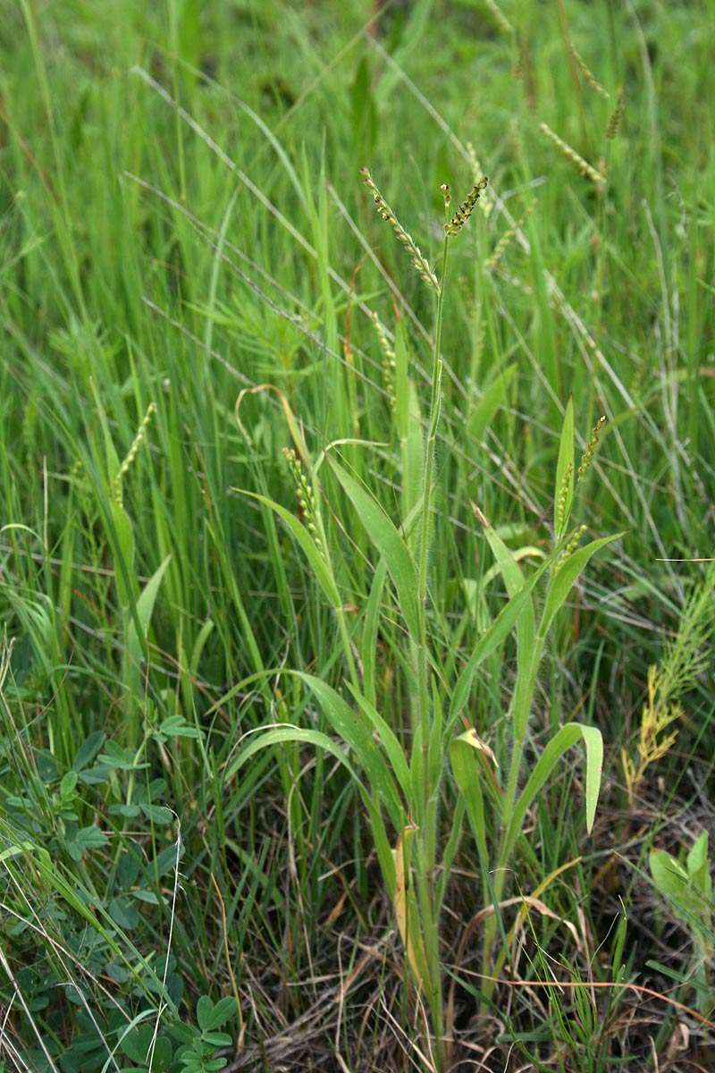 Brachiaria xantholeuca