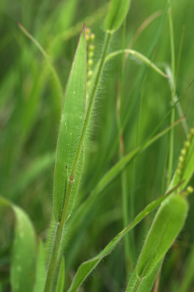 Brachiaria xantholeuca