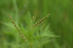 Brachiaria xantholeuca