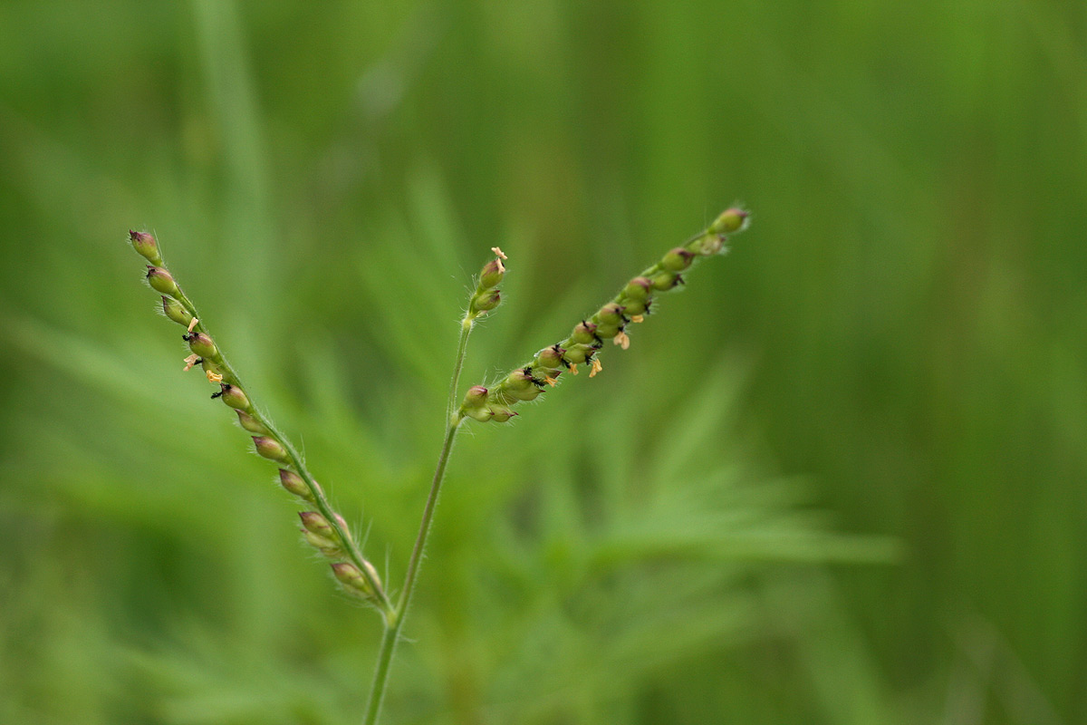 Brachiaria xantholeuca