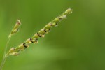 Brachiaria xantholeuca