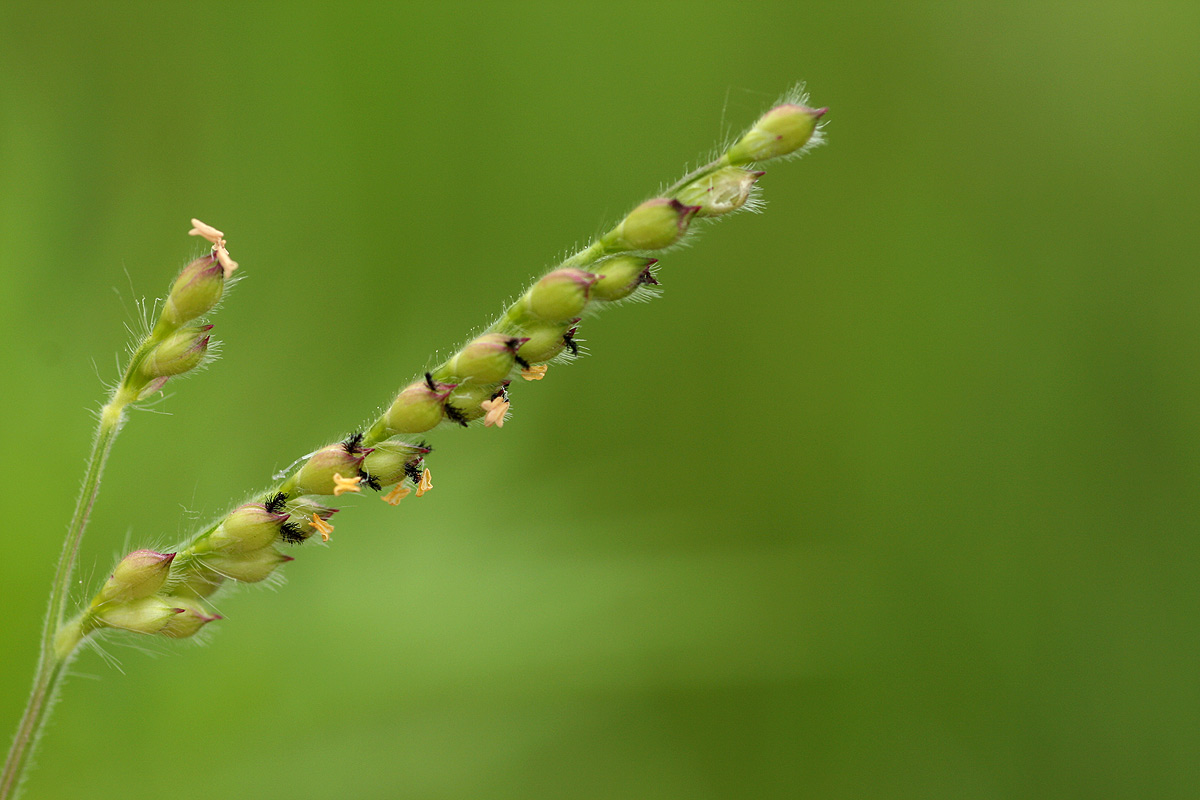 Brachiaria xantholeuca