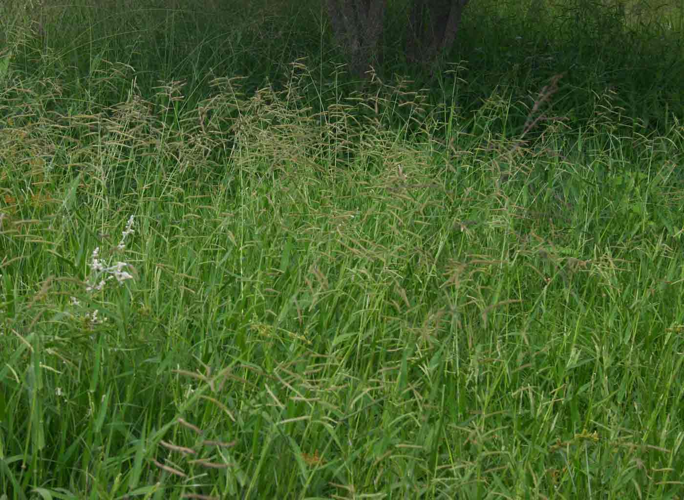 Urochloa trichopus