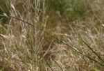 Setaria incrassata