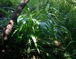 Setaria megaphylla