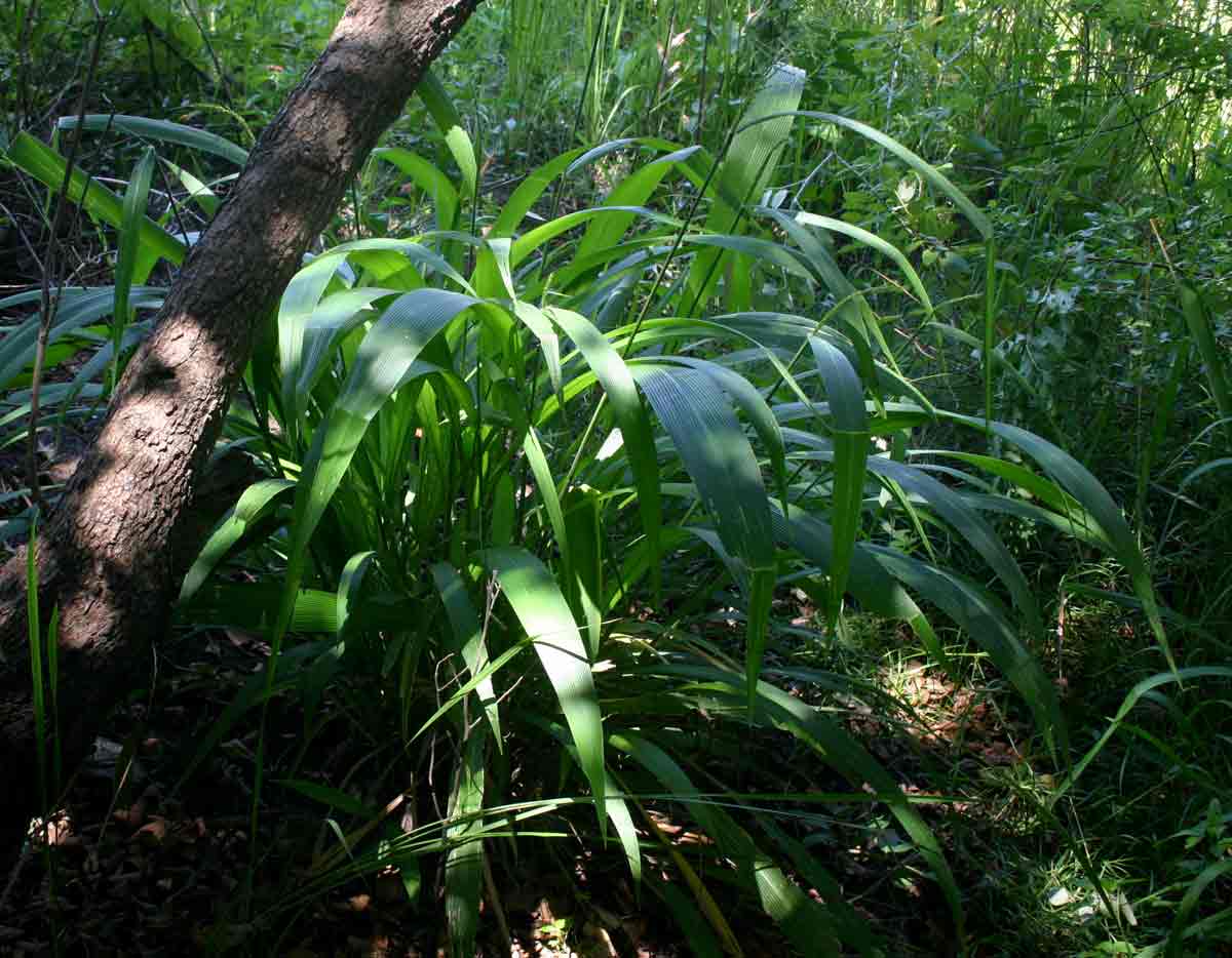 Setaria megaphylla