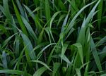 Setaria megaphylla
