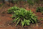 Setaria megaphylla
