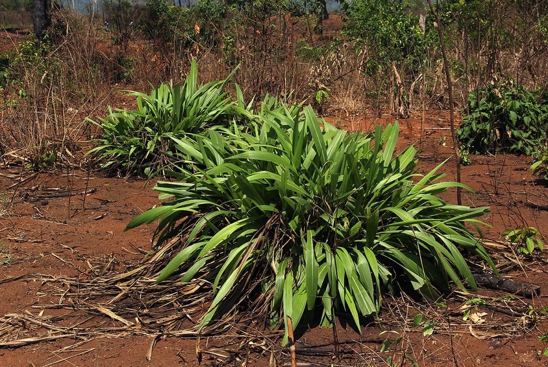Setaria megaphylla