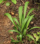 Setaria megaphylla