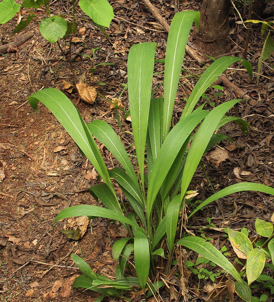 Setaria megaphylla