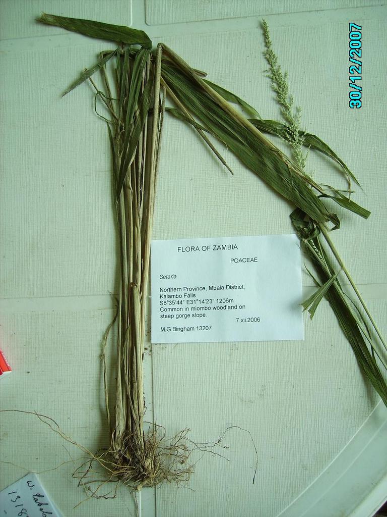 Setaria megaphylla