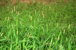 Setaria pumila