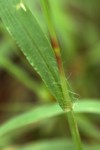 Setaria pumila