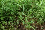 Setaria sagittifolia