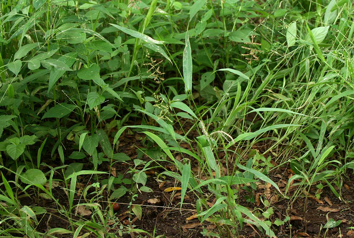 Setaria sagittifolia