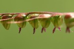 Setaria sagittifolia