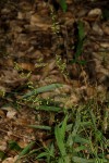 Setaria sagittifolia